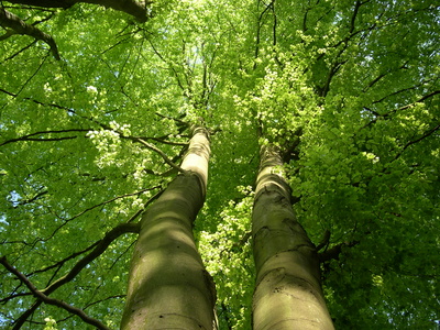 grüne zweige