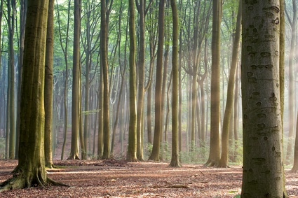 Wald mit Baumstämmen