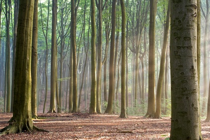 Wald mit Baumstämmen